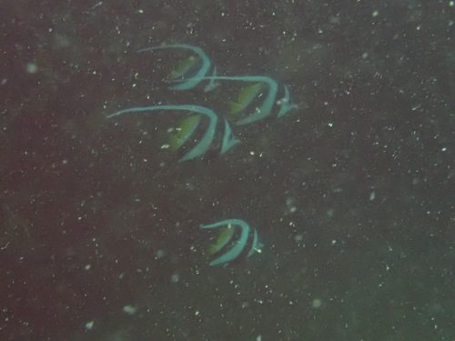 Heniochus acuminatus