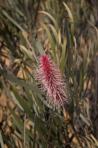 Emu Tree (Hakea francisiana)