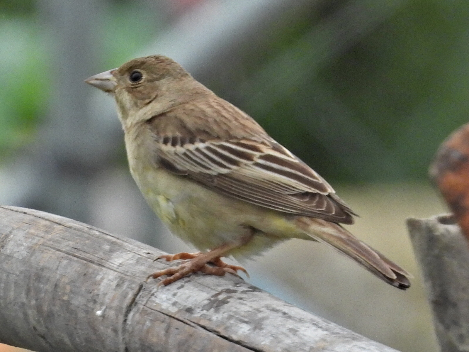 Black-headed Bunting (Emberiza melanocephala), photo 2