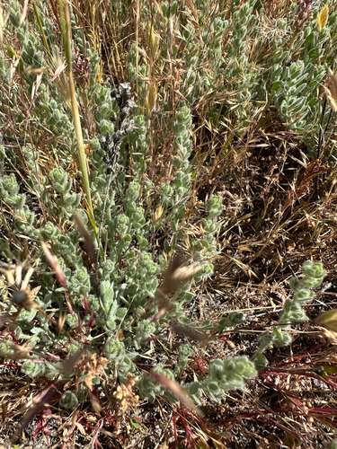 Alkali Weed (Cressa truxillensis)