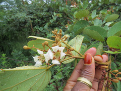 Piliostigma thonningii