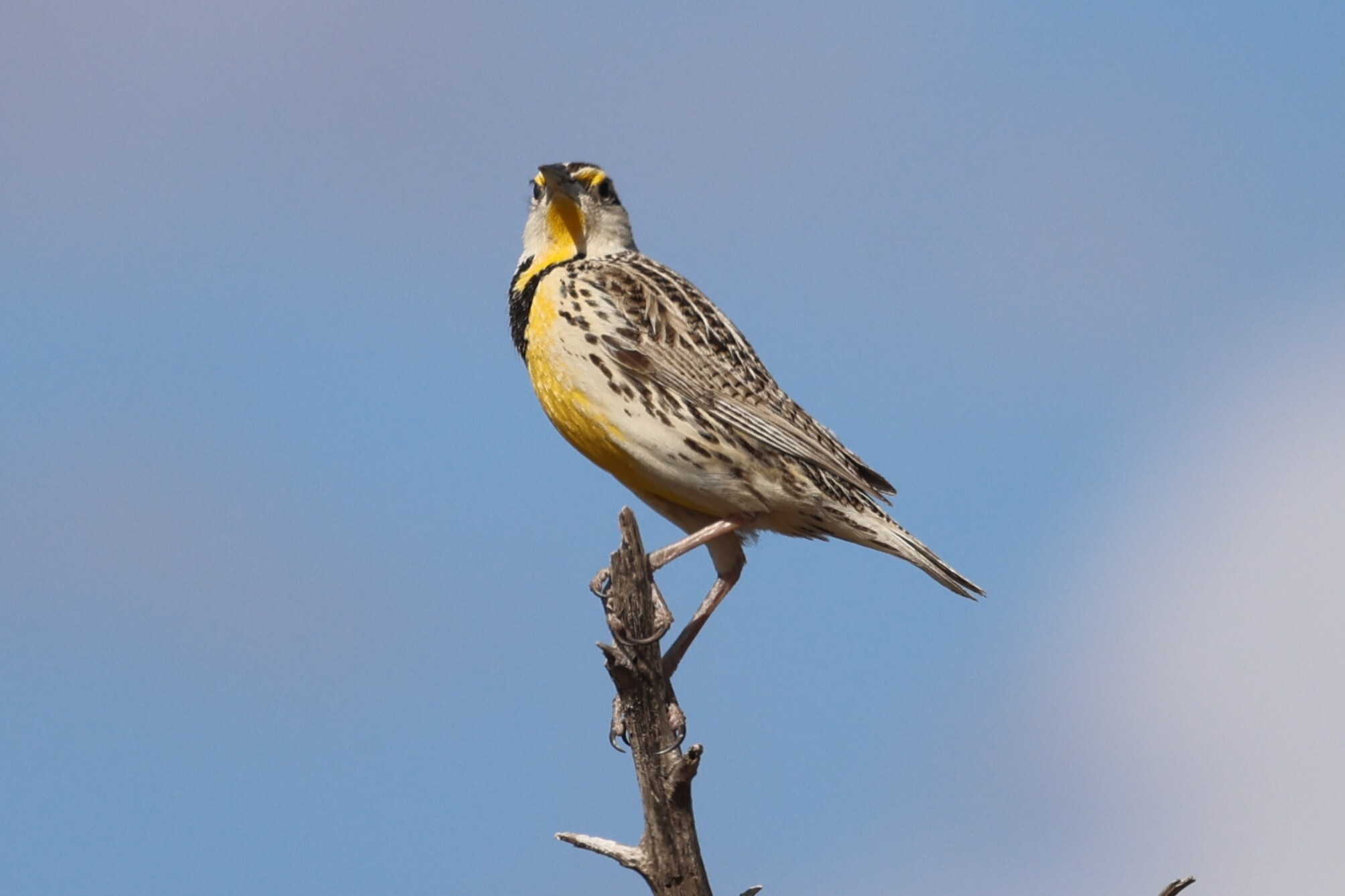 Chihuahuan Meadowlark (Sturnella lilianae), photo 4