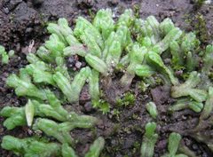 Ricciaceae