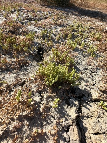 Carrizo Plain crownscale (Atriplex flavida)