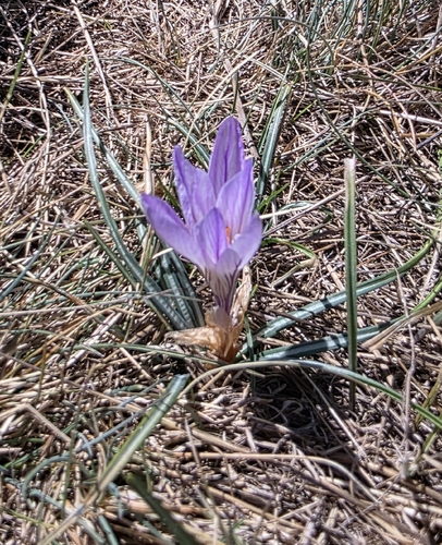 Crocus versicolor