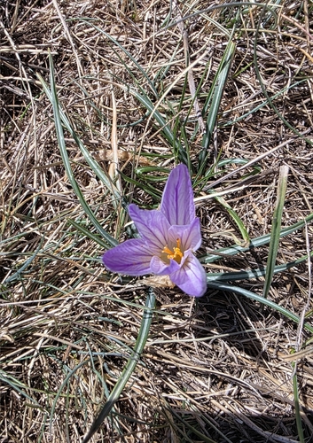 Crocus versicolor, photograph 2