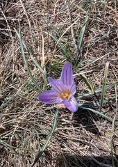 Crocus versicolor, photograph (c) Christoph Moning, some rights reserved (CC BY)