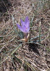 Crocus versicolor, photograph (c) Christoph Moning, some rights reserved (CC BY)