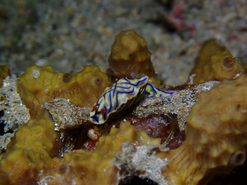Black-striped Split-tooth Dorid