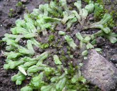 Ricciaceae