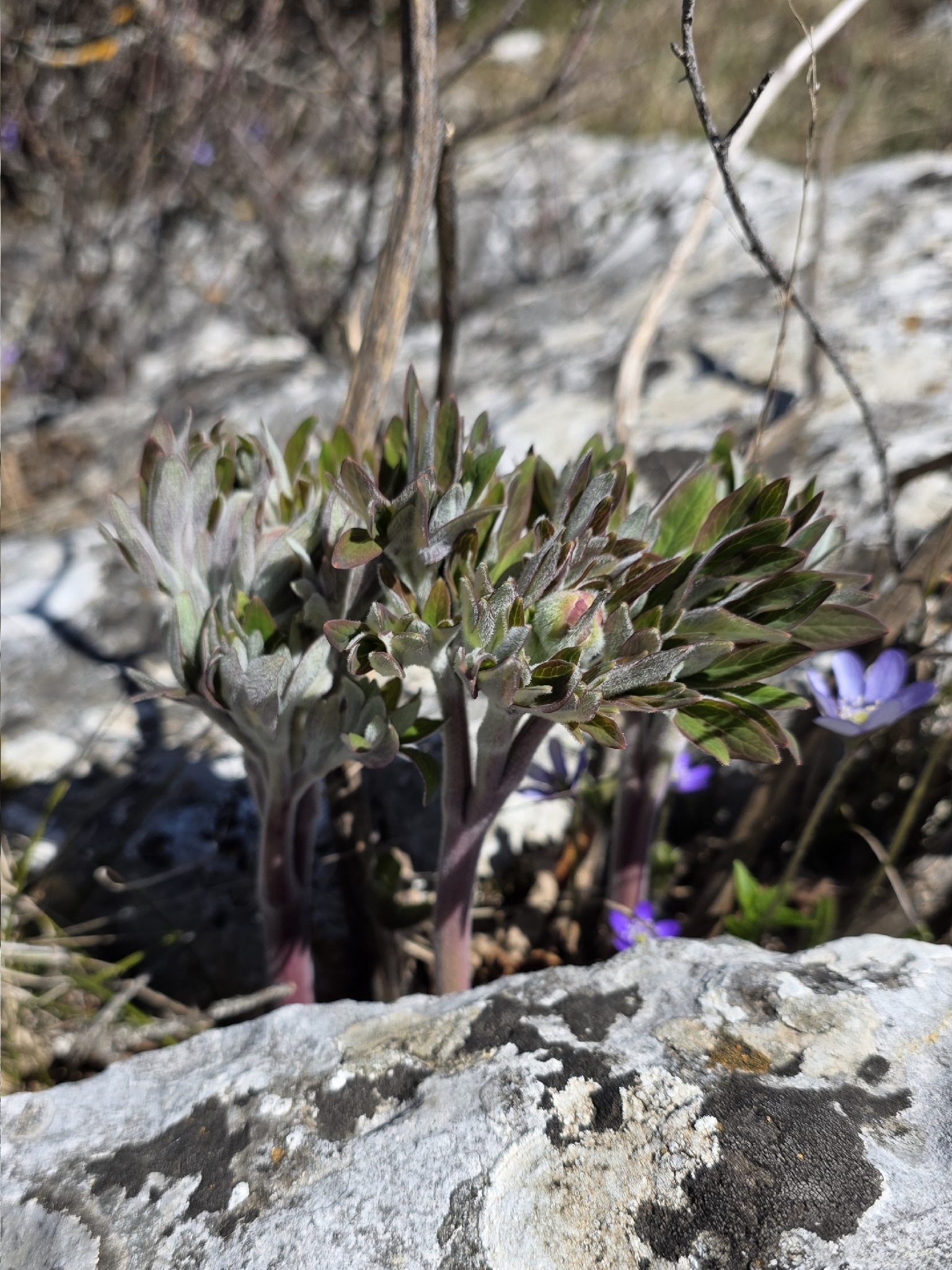 Common Peony (Paeonia officinalis)