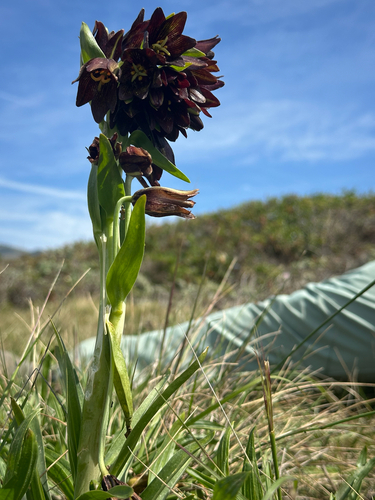Chocolate Lily (Fritillaria biflora)