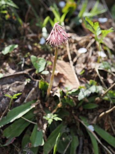 Oriental Swamp Pink (Heloniopsis orientalis)