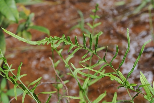 Graceful Necklace Fern (Lindsaea ensifolia)