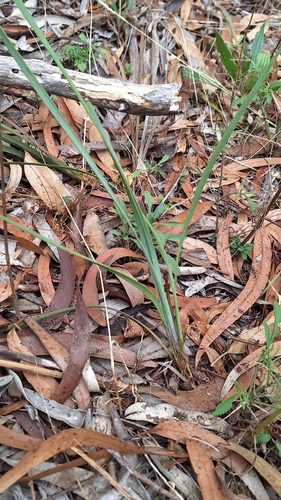 iron-grass (Lomandra multiflora)