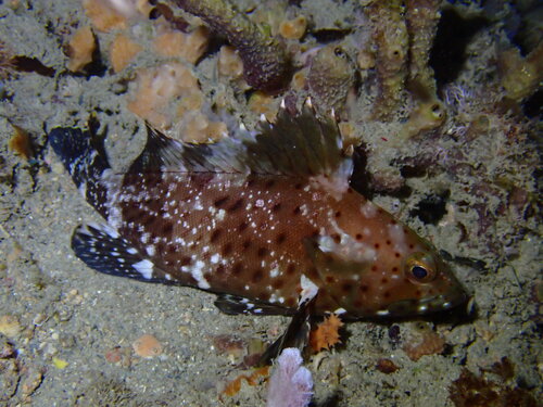Epinephelus longispinis observed 2026-02-20