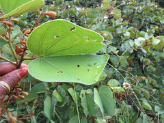 Piliostigma thonningii