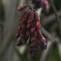 Vicia gigantea