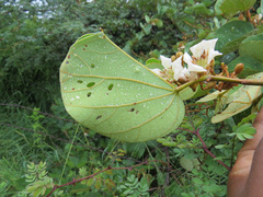Piliostigma thonningii