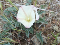 Calystegia collina