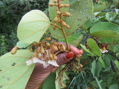 Piliostigma thonningii
