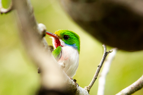 Cuban Tody