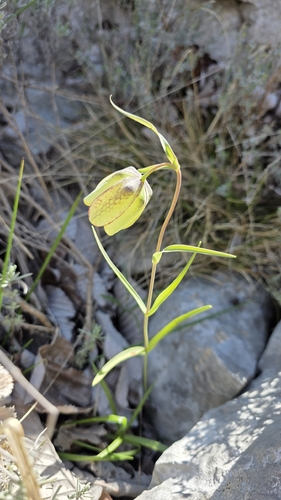 Three-bracted Snakeshead (Fritillaria involucrata)