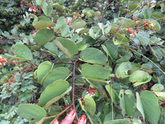 Piliostigma thonningii