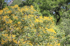 Pterocarpus rotundifolius image