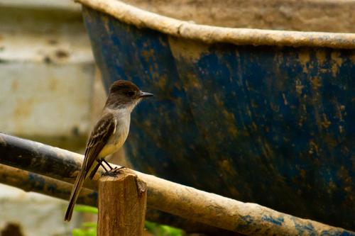 La Sagra's Flycatcher