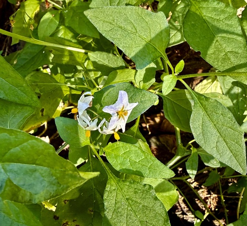 forked nightshade (Solanum furcatum)