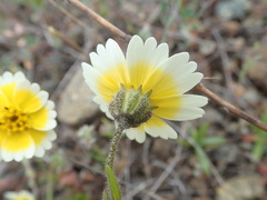 Layia gaillardioides
