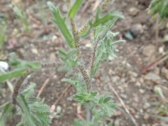 Layia gaillardioides