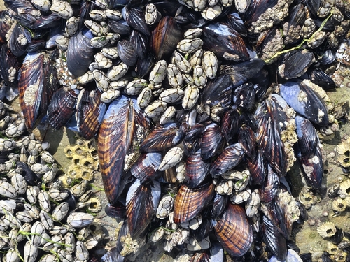 iNaturalist observation photo of California Mussel
