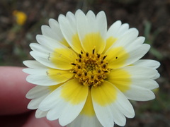 Layia gaillardioides