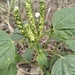 Acalypha setosa
