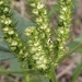 Acalypha setosa A.Rich. 2