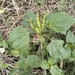 Acalypha setosa A.Rich. 3