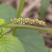 Acalypha setosa A.Rich. 4