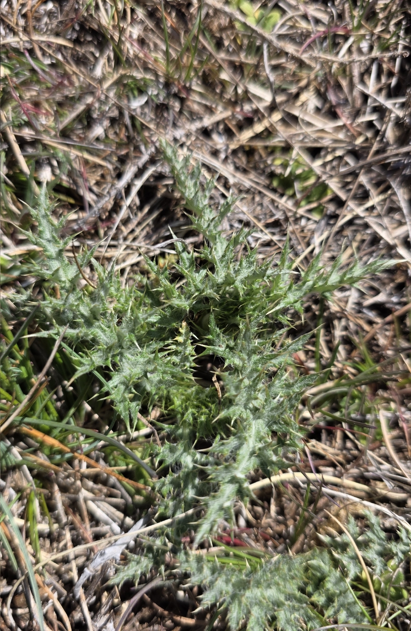 Beispielbild: Kugeldistel (Echinops ritro)