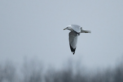 Larus delawarensis