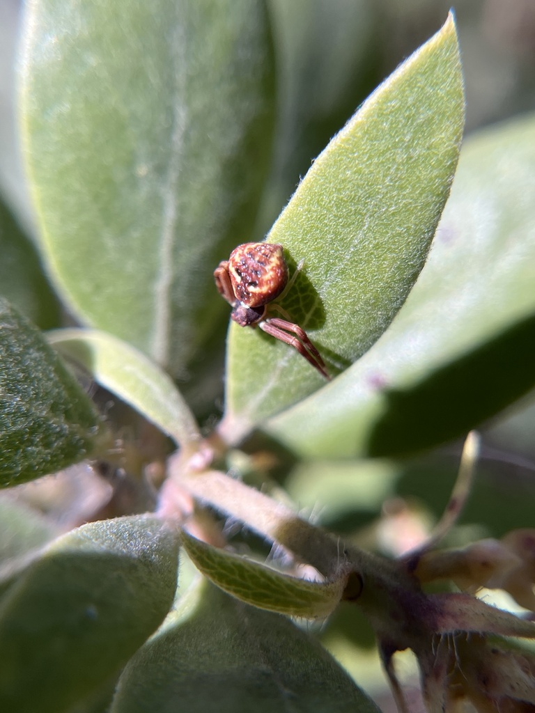 Mecaphesa aikoae