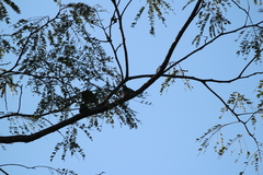 Anthracothorax veraguensis