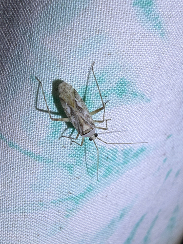 Phytocoris stitti