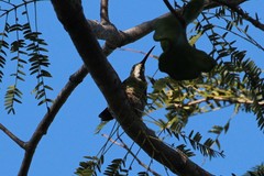 Anthracothorax veraguensis