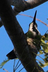 Anthracothorax veraguensis