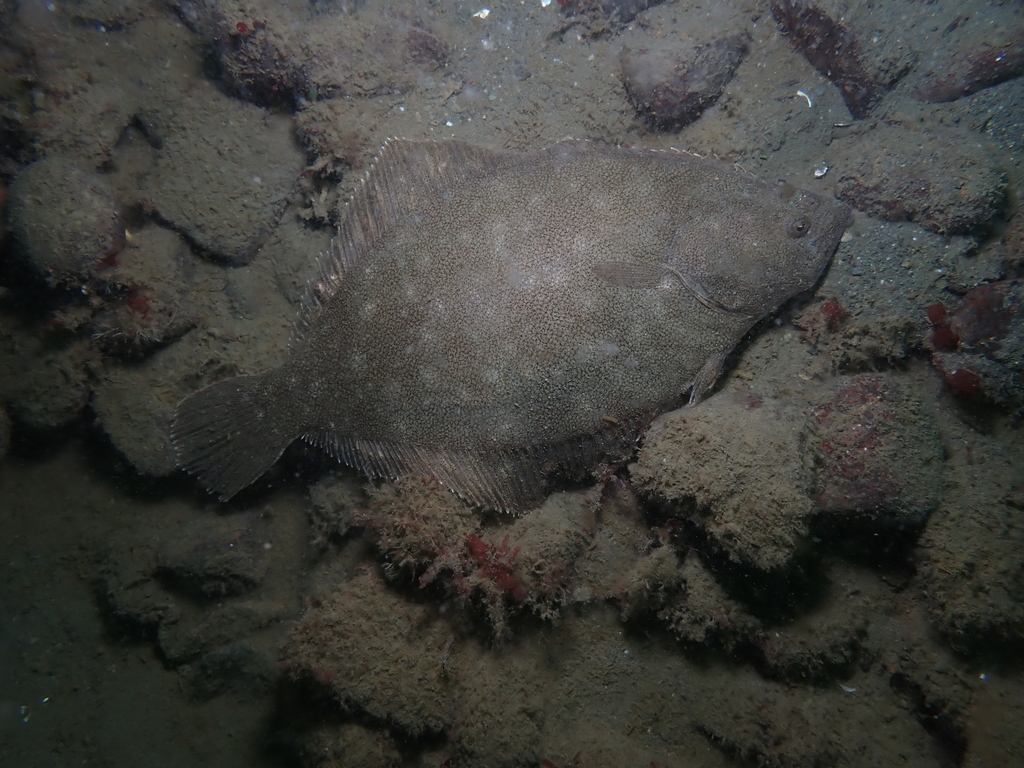 Pacific sand sole (Psettichthys melanostictus) — Pleuronectidae