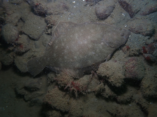 Pacific sand sole (Psettichthys melanostictus) — Pleuronectidae