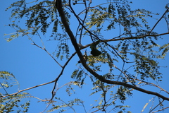 Anthracothorax veraguensis