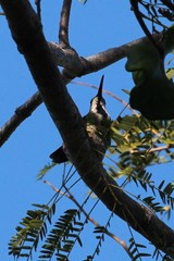 Anthracothorax veraguensis